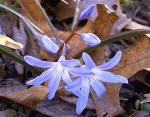 blue-flower-of-spring