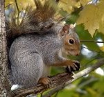 squirrel_s-harvestjpg