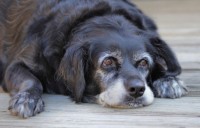 old-black-fat-spaniel-mix